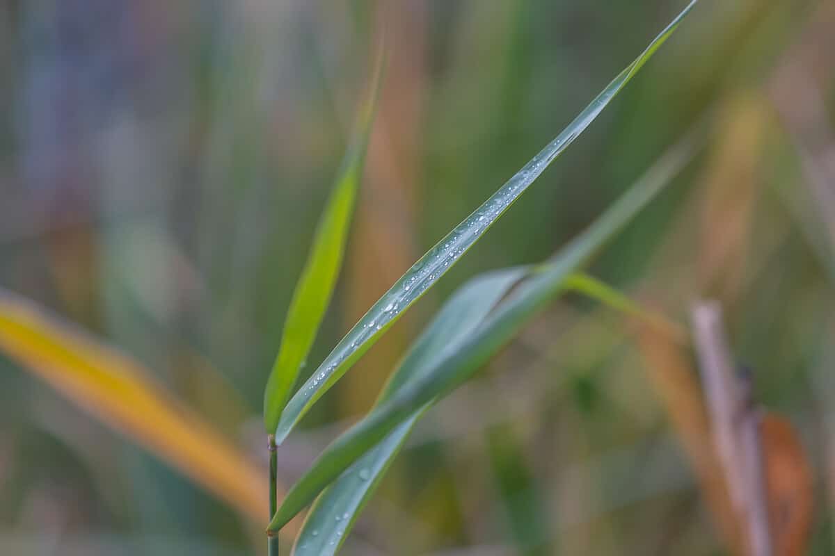 Anapausis – content wideo