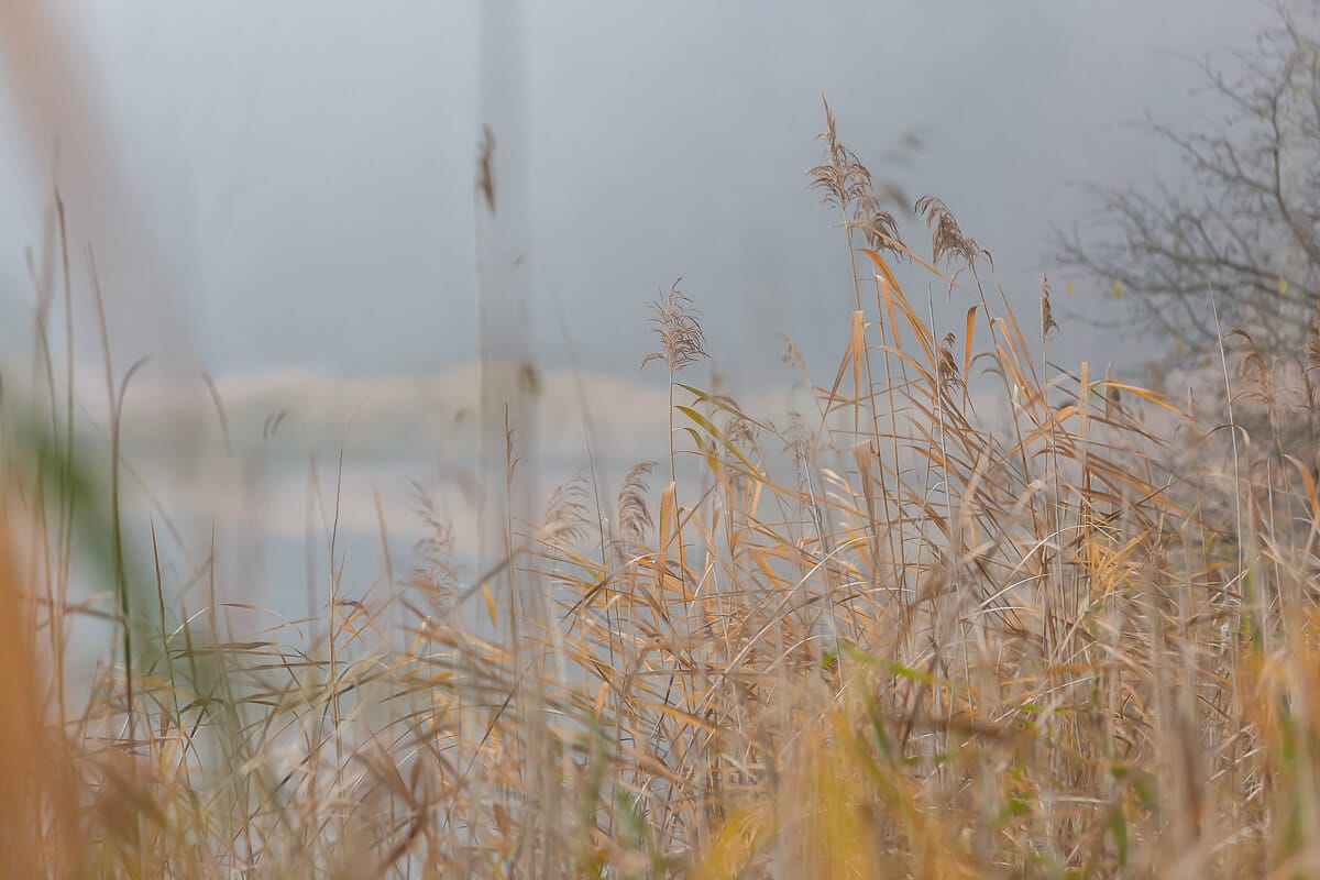 Anapausis – content wideo