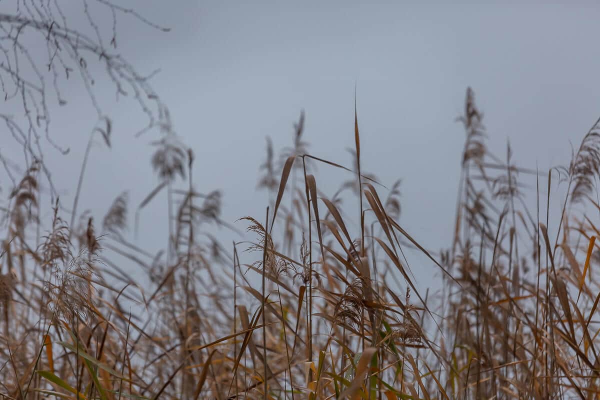 Anapausis – content wideo