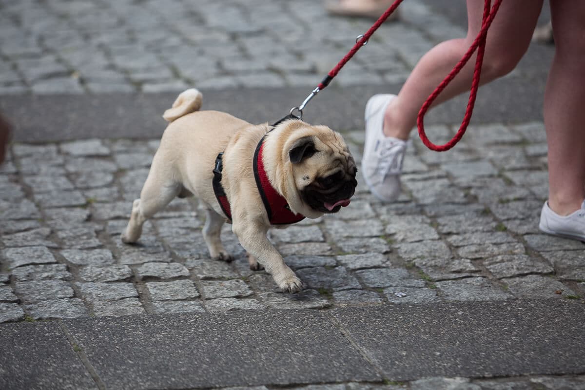 Food Truck Fest w pierwszy upalny dzień roku.