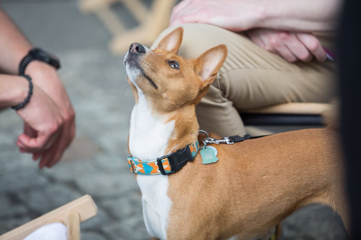 Food Truck Fest w pierwszy upalny dzień roku.
