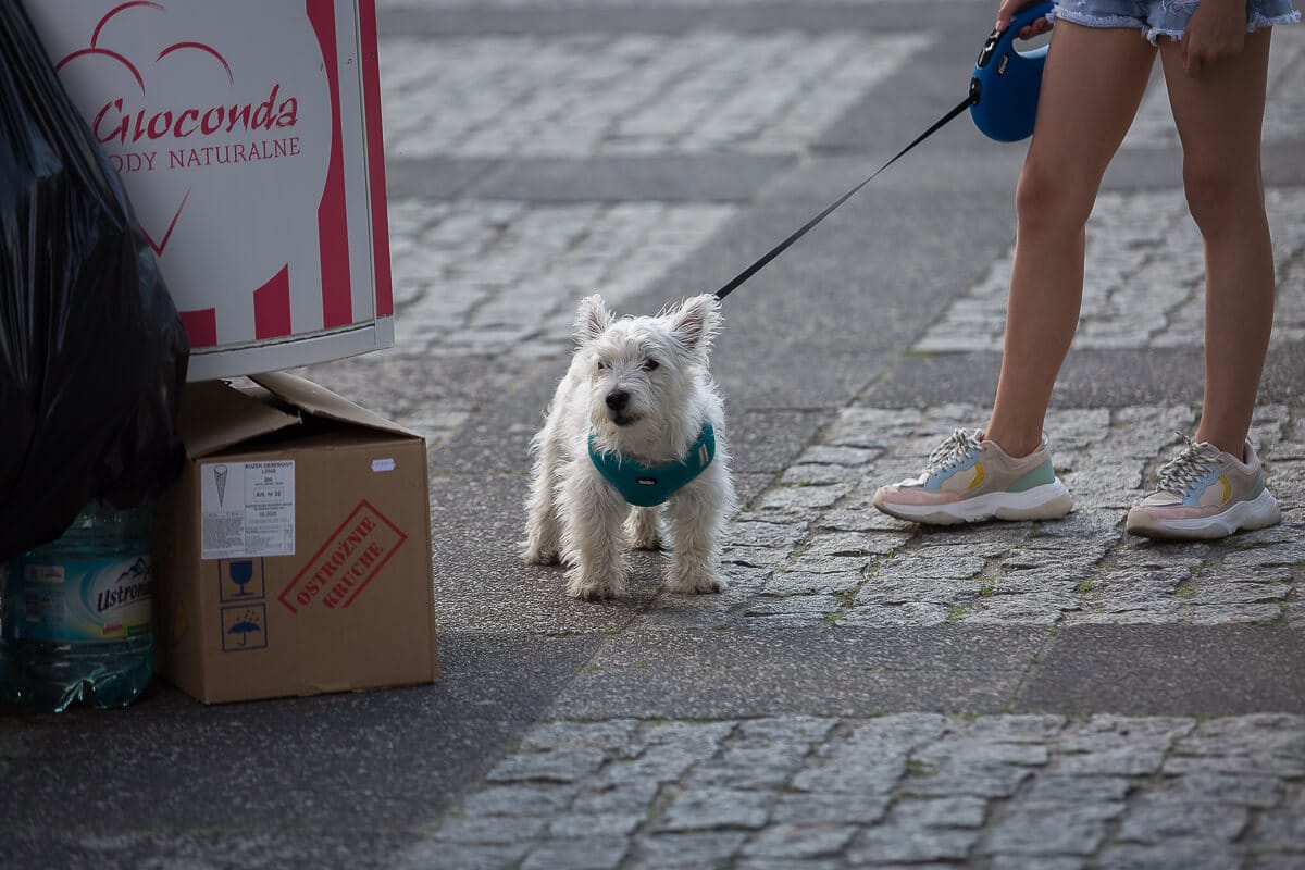 Food Truck Fest w pierwszy upalny dzień roku.