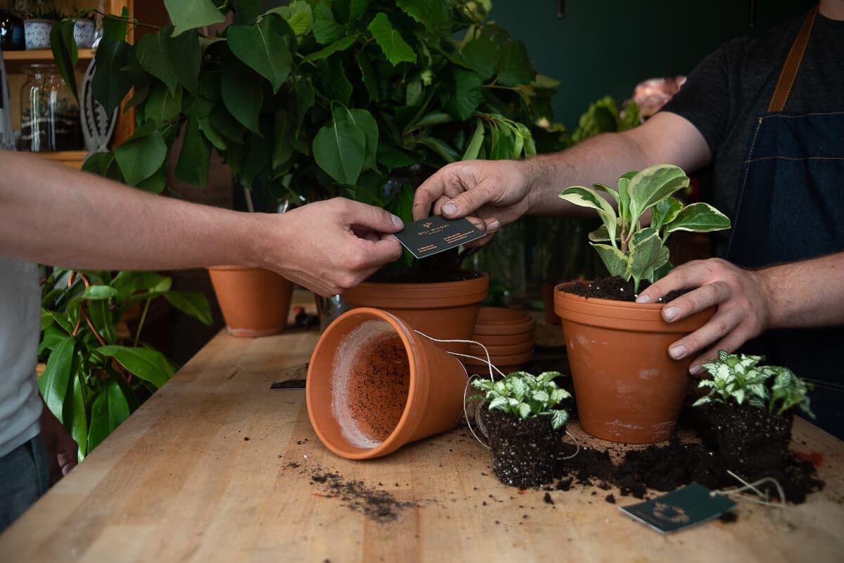 Wili Wianki – branding, kwiaty, Wrocław